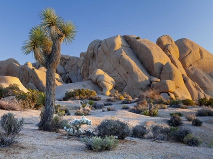 Picture of CA, JOSHUA TREE NP JOSHUA TREE AND BOULDERS