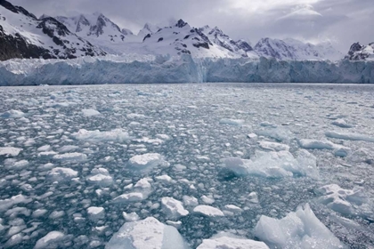 Picture of SOUTH GEORGIA ISLAND, IRIS BAY HERZ GLACIER