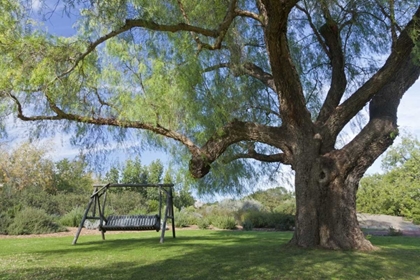 Picture of MEXICO, TECATE BENCH SWING UNDER LARGE TREE