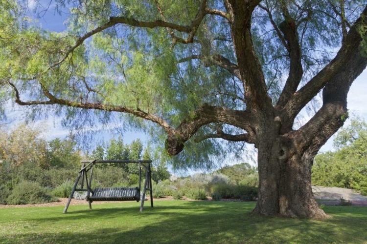 Picture of MEXICO, TECATE BENCH SWING UNDER LARGE TREE