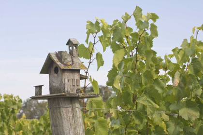 Picture of OR, WILLAMETTE VALLEY BIRDHOUSE IN VINEYARD