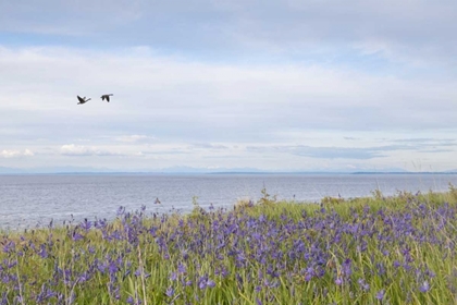 Picture of WA, SAN JUANS CAMAS FLOWERS ON PATOS ISLAND