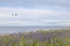 Picture of WA, SAN JUANS CAMAS FLOWERS ON PATOS ISLAND