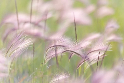 Picture of CANADA, ALBERTA GRASS SEEDHEADS IN THE WIND