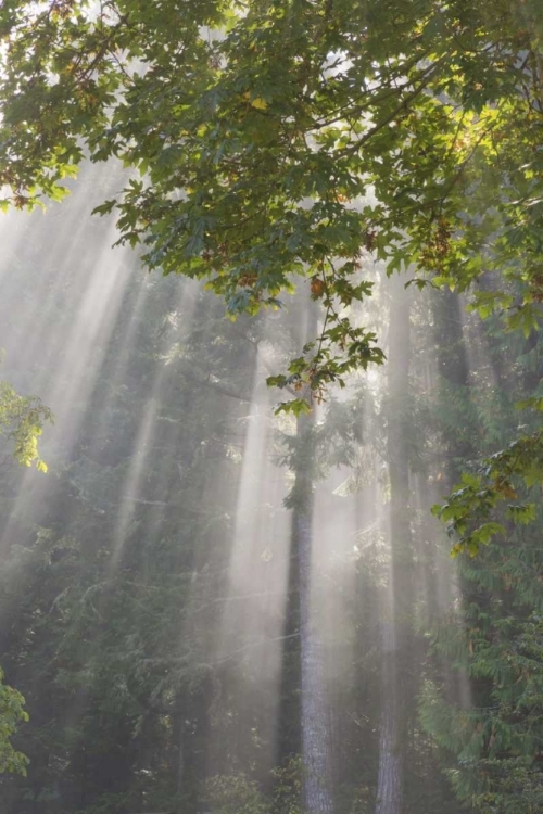 Picture of WA, SEABECK MORNING SUN THROUGH FOGGY TREES