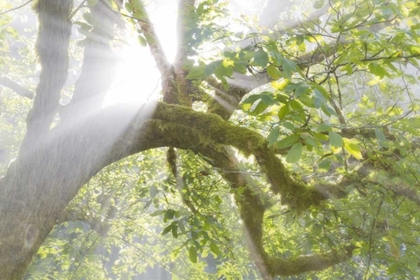 Picture of WA, SEABECK MORNING SUN THROUGH FOGGY TREES