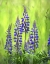 Picture of OREGON, MT HOOD NF, LUPINES IN GRASSY MEADOW