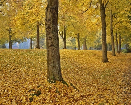 Picture of OR, PORTLAND AMERICAN LINDEN TREES IN AUTUMN