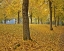 Picture of OR, PORTLAND AMERICAN LINDEN TREES IN AUTUMN
