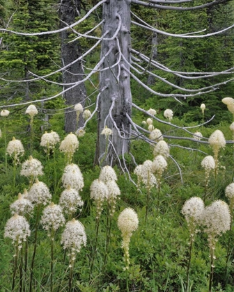 Picture of OR, MOUNT HOOD NF BEARGRASS AROUND EVERGREEN