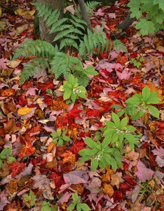Picture of NH, WHITE MOUNTAIN NF LEAVES ON FOREST FLOOR