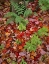 Picture of NH, WHITE MOUNTAIN NF LEAVES ON FOREST FLOOR
