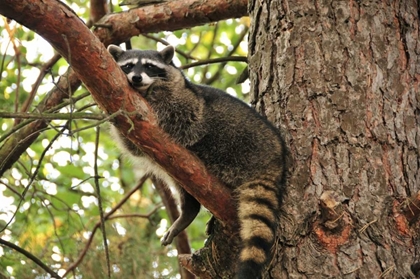 Picture of OR, PORTLAND RACCOON RESTING ON LIMB OF TREE