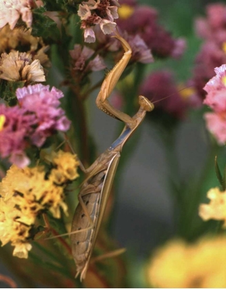 Picture of OR, PORTLAND PRAYING MANTIS ON STATICE PLANT