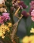Picture of OR, PORTLAND PRAYING MANTIS ON STATICE PLANT