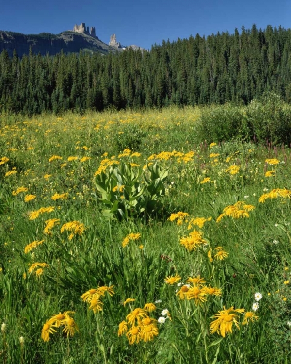 Picture of CO, WEST ELKS WILDERNESS SNEEZEWEED BLOOMING