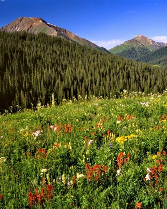Picture of CO, MAROON BELLS-SNOWMASS WILDERNESS FLOWERS