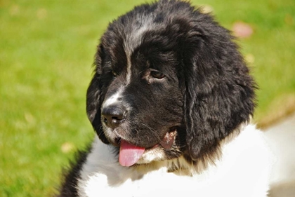 Picture of OR, PORTLAND LANDSEER NEWFOUNDLAND DOG PUPPY