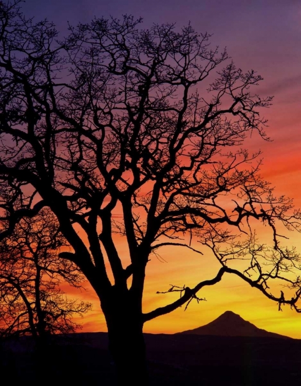 Picture of OR, COLUMBIA GORGE, OAK TREE FRAMING MT HOOD