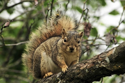 Picture of OR, PORTLAND GRAY SQUIRREL RESTING ON BRANCH