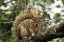 Picture of OR, PORTLAND GRAY SQUIRREL RESTING ON BRANCH