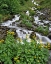 Picture of OR YELLOW MONKEYFLOWERS ALONG WAHKEENA CREEK