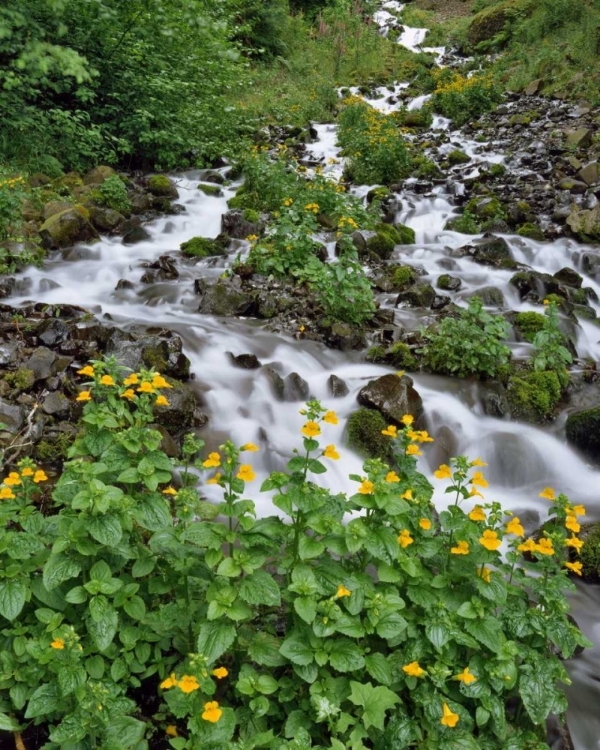 Picture of OR YELLOW MONKEYFLOWERS ALONG WAHKEENA CREEK