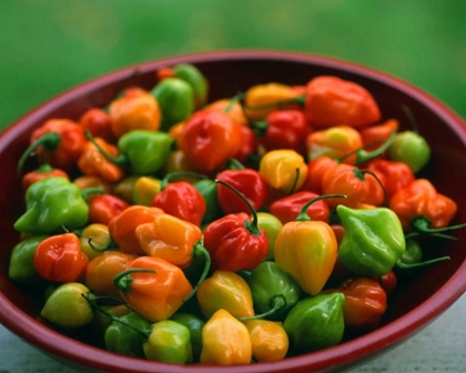 Picture of OR, WILLAMETTE VALLEY FRESH HABANERO PEPPERS