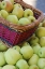 Picture of OR, HOOD RIVER VALLEY BASKET OF GREEN APPLES