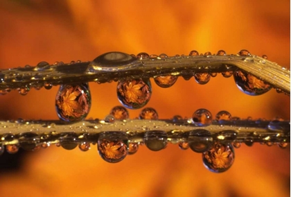 Picture of OR, DEWDROPS REFLECTING JAPANESE MAPLE LEAVES