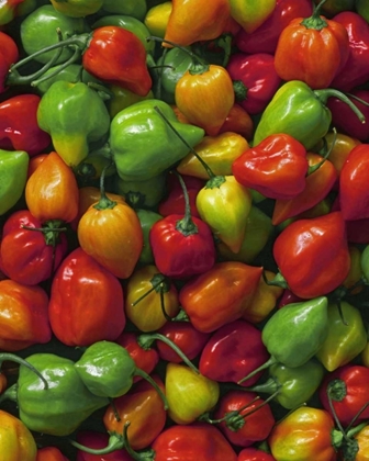 Picture of OR, WILLAMETTE VALLEY FRESH HABANERO PEPPERS
