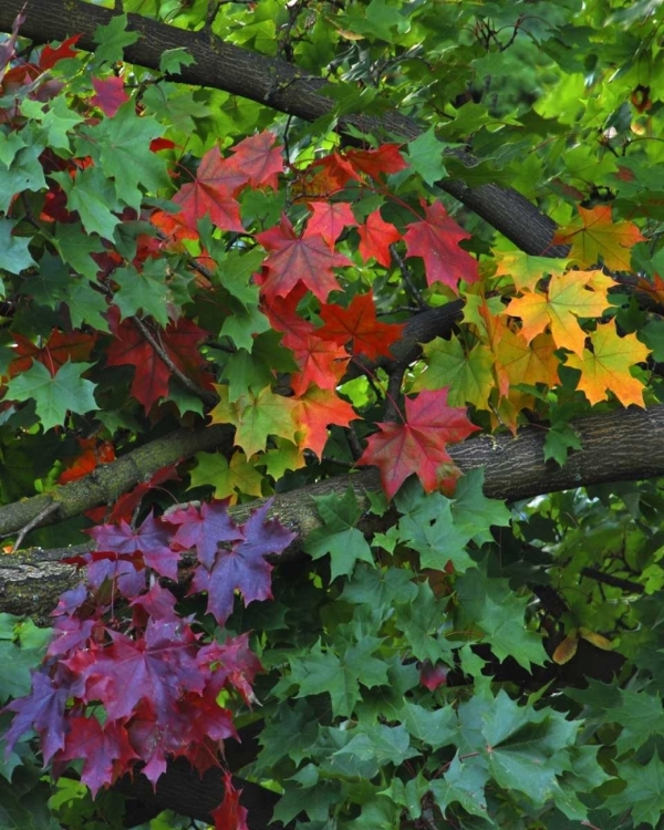 Picture of USA, OREGON, PORTLAND SUGAR MAPLE TREE SCENIC