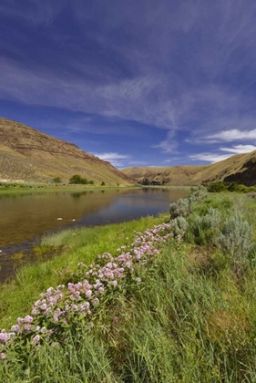 Picture of USA, OREGON MILKWEED ALONG THE JOHN DAY RIVER