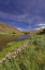 Picture of USA, OREGON MILKWEED ALONG THE JOHN DAY RIVER