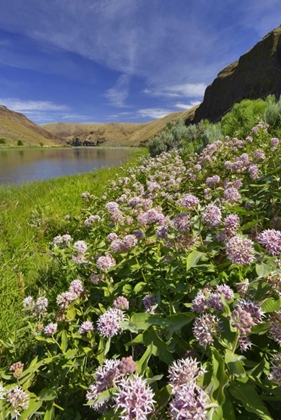 Picture of USA, OREGON MILKWEED ALONG THE JOHN DAY RIVER