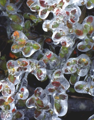 Picture of OREGON, PORTLAND, AZALEA PLANTS ENCASED IN ICE