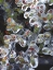 Picture of OREGON, PORTLAND, AZALEA PLANTS ENCASED IN ICE