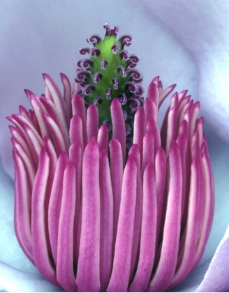 Picture of OREGON, CLOSE-UP OF CENTER OF MAGNOLIA BLOSSOM