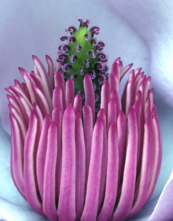 Picture of OREGON, CLOSE-UP OF CENTER OF MAGNOLIA BLOSSOM