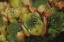 Picture of OREGON, PORTLAND CLOSE-UP OF SUCCULENT PLANTS