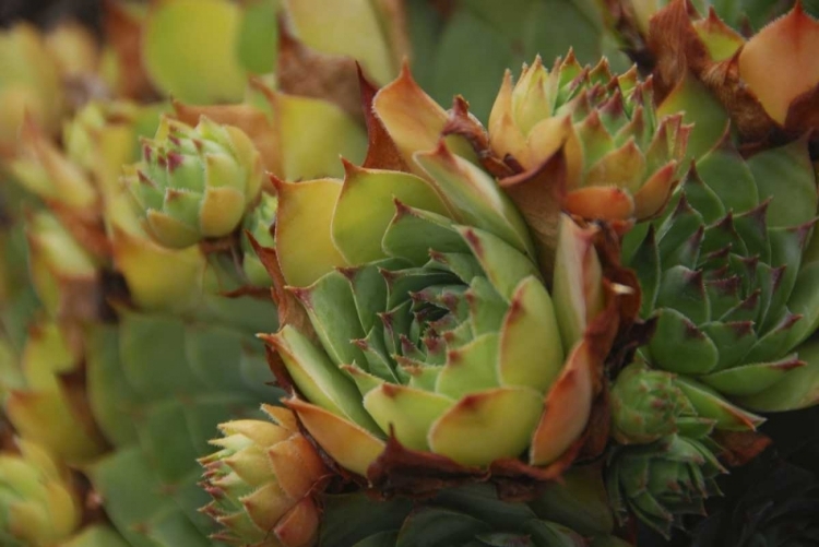 Picture of OREGON, PORTLAND CLOSE-UP OF SUCCULENT PLANTS