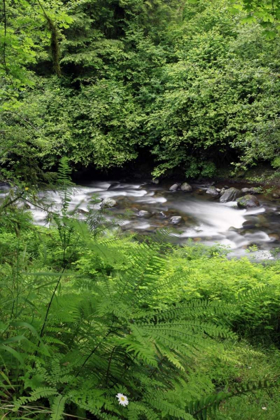 Picture of OREGON SCENIC OF LITTLE SANDY RIVER AND FERNS