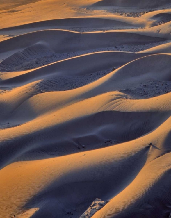 Picture of OREGON, CAPE SEBASTIAN CLOSE-UP OF SAND DUNES