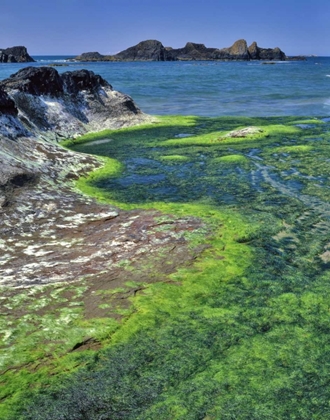 Picture of OREGON ROCK FORMATIONS AND ALGAE AT SEAL ROCK