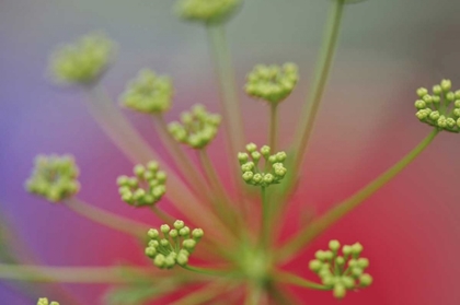 Picture of OREGON, PORTLAND QUEEN ANNES LACE WILDFLOWER