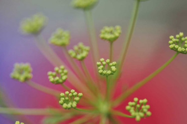 Picture of OREGON, PORTLAND QUEEN ANNES LACE WILDFLOWER