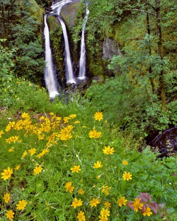 Picture of OREGON, COLUMBIA RIVER GORGE NSA TRIPLE FALLS