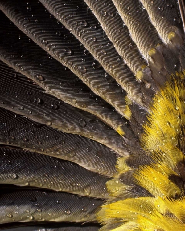 Picture of OREGON WATER ON UNDERSIDE OF GROSBEAK FEATHER