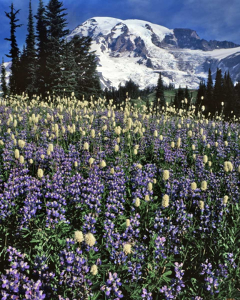 Picture of WA, PARADISE PARK FIELD OF LUPINE AND BISTORT