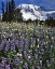Picture of WA, PARADISE PARK FIELD OF LUPINE AND BISTORT